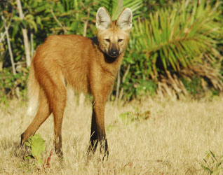 maned wolf